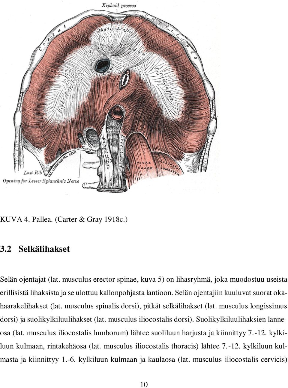 Selän ojentajiin kuuluvat suorat okahaarakelihakset (lat. musculus spinalis dorsi), pitkät selkälihakset (lat. musculus longissimus dorsi) ja suolikylkiluulihakset (lat.