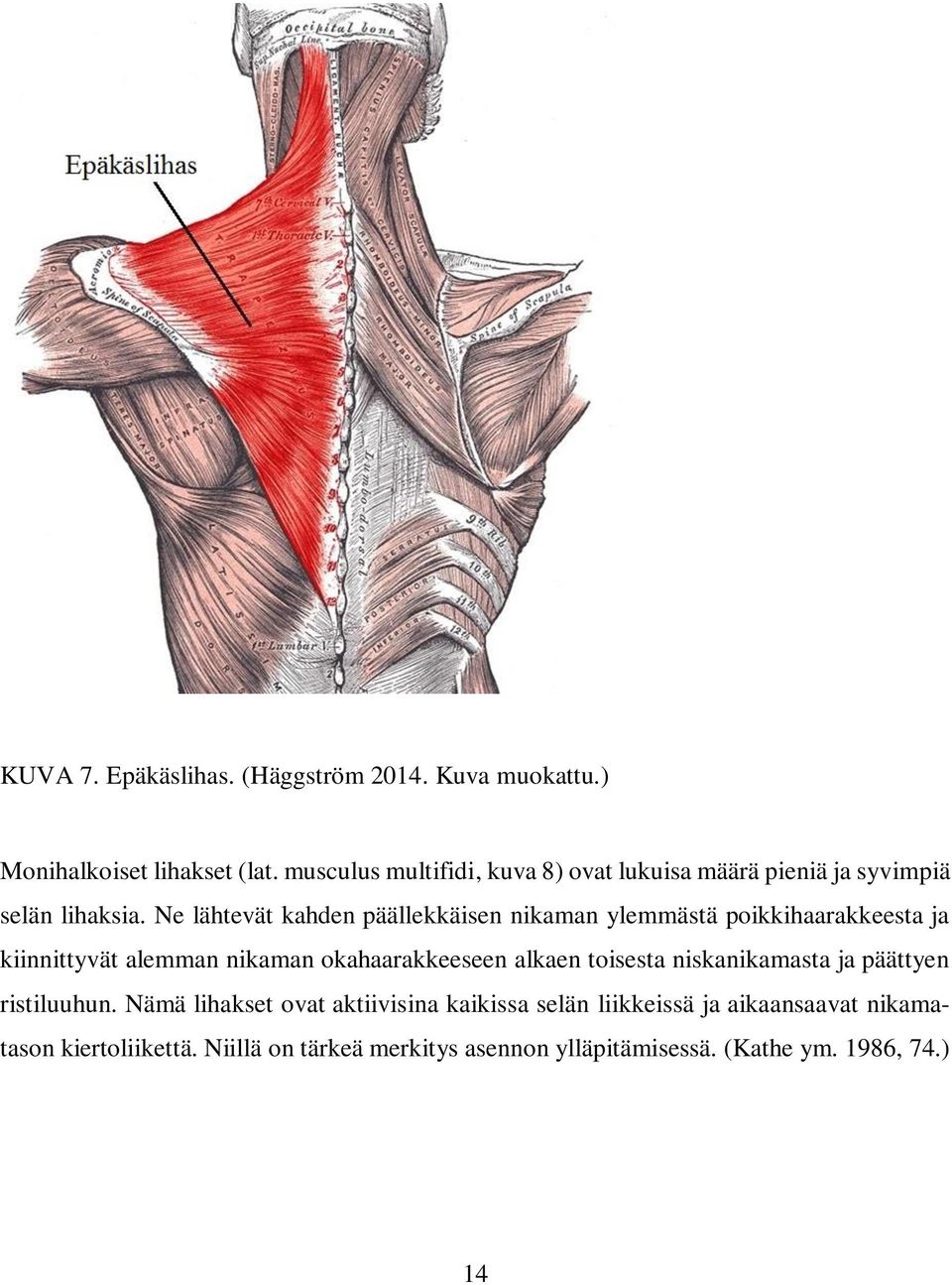 Ne lähtevät kahden päällekkäisen nikaman ylemmästä poikkihaarakkeesta ja kiinnittyvät alemman nikaman okahaarakkeeseen alkaen