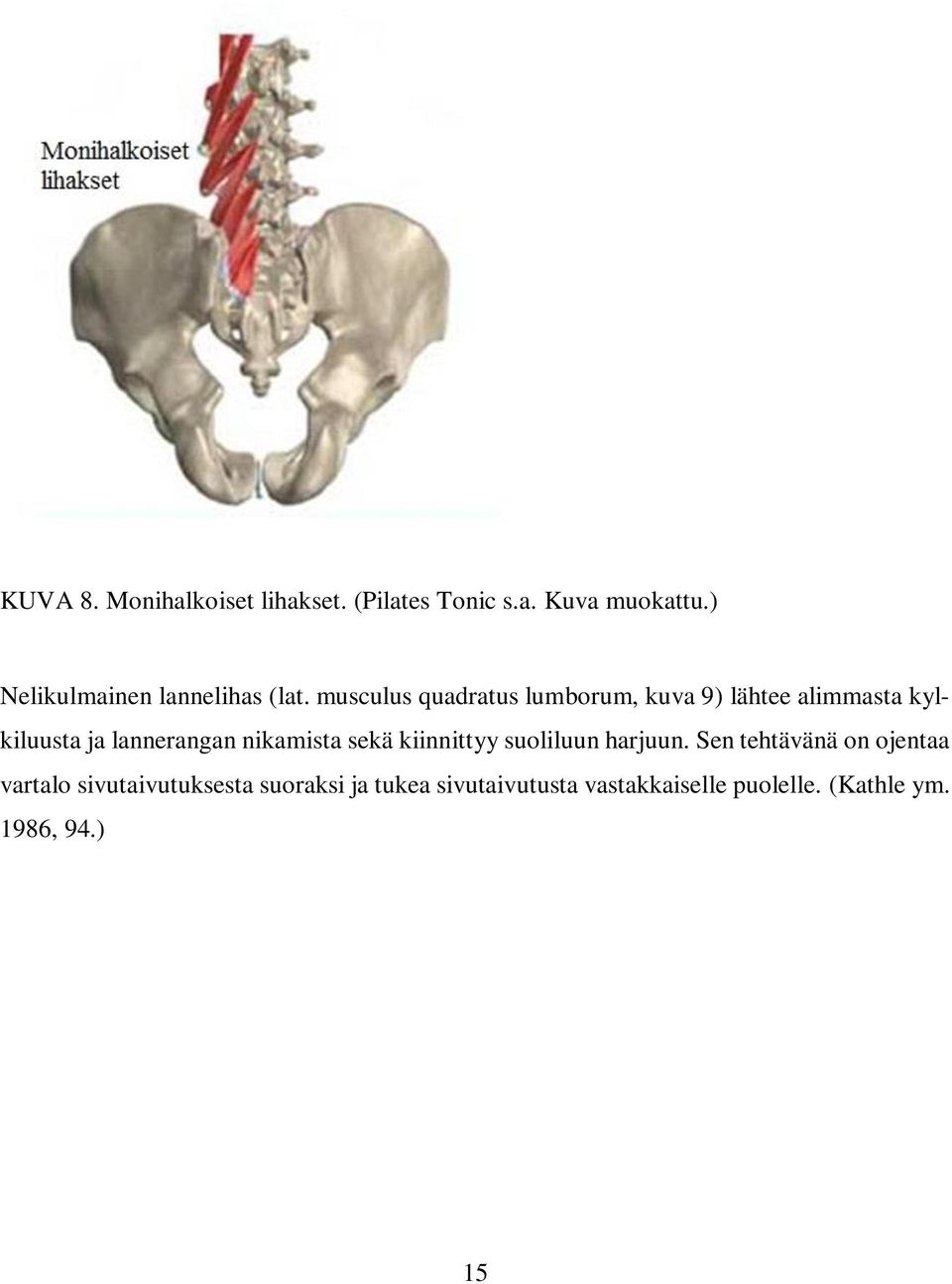 musculus quadratus lumborum, kuva 9) lähtee alimmasta kylkiluusta ja lannerangan