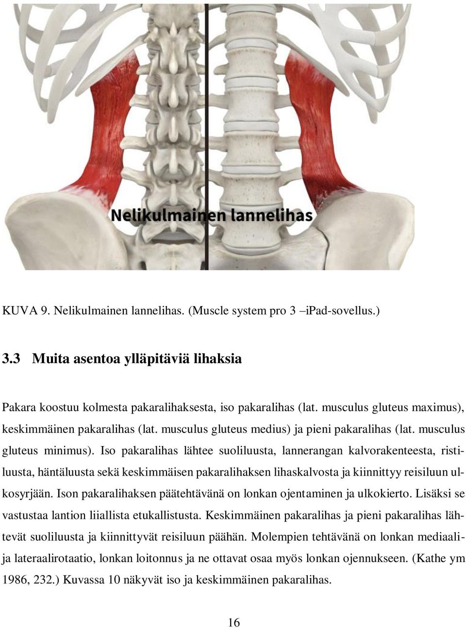 Iso pakaralihas lähtee suoliluusta, lannerangan kalvorakenteesta, ristiluusta, häntäluusta sekä keskimmäisen pakaralihaksen lihaskalvosta ja kiinnittyy reisiluun ulkosyrjään.