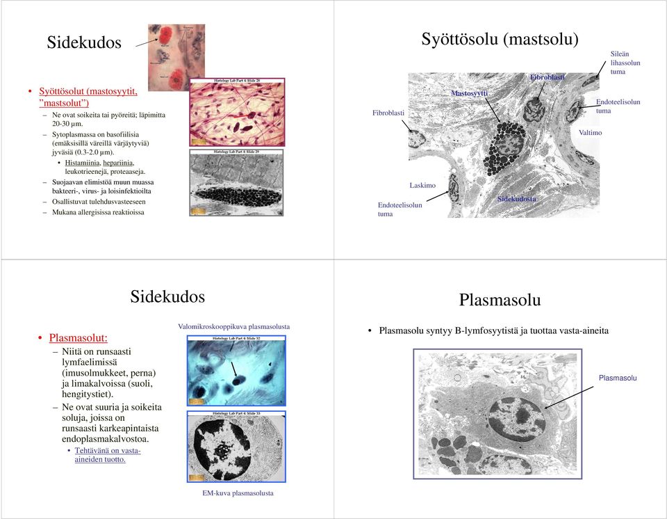 Suojaavan elimistöä muun muassa bakteeri-, virus- ja loisinfektioilta Osallistuvat tulehdusvasteeseen Mukana allergisissa reaktioissa Fibroblasti Endoteelisolun tuma Syöttösolu (mastsolu) Laskimo