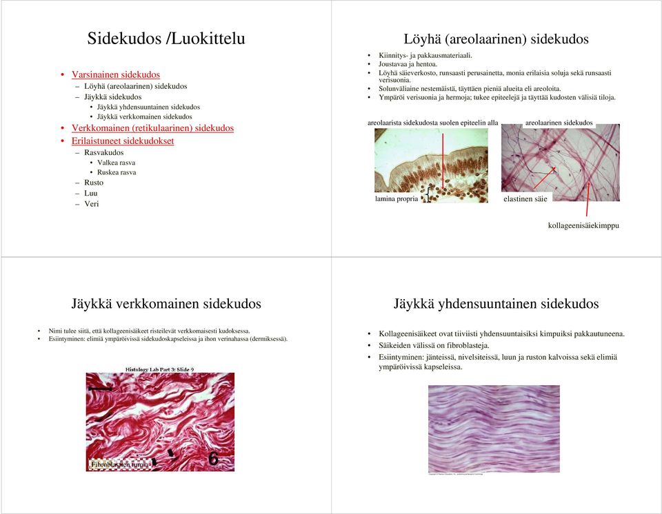 Löyhä säieverkosto, runsaasti perusainetta, monia erilaisia soluja sekä runsaasti verisuonia. Solunväliaine nestemäistä, täyttäen pieniä alueita eli areoloita.