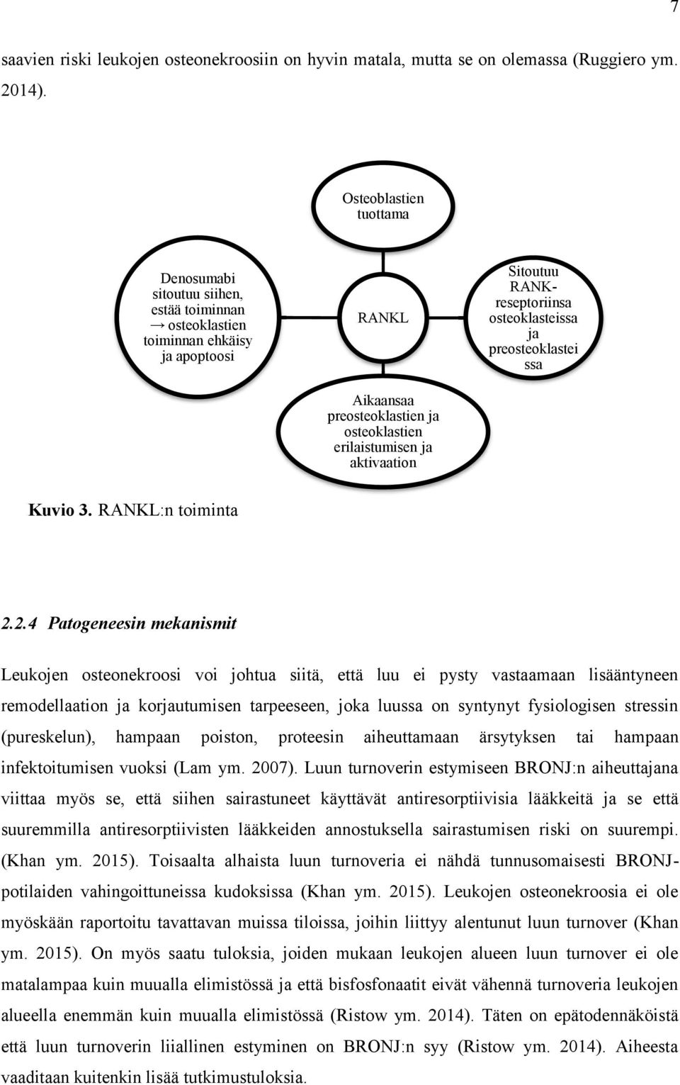 Sitoutuu RANKreseptoriinsa osteoklasteissa ja preosteoklastei ssa Kuvio 3. RANKL:n toiminta 2.