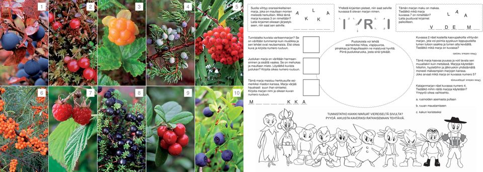 Laita puuttuvat kirjaimet paikoilleen. L V D E M Tunnistatko kuvista variksenmarjan? Se on väriltään tummempi kuin mustikka ja sen lehdet ovat neulasmaisia. Etsi oikea kuva ja kirjoita numero ruutuun.