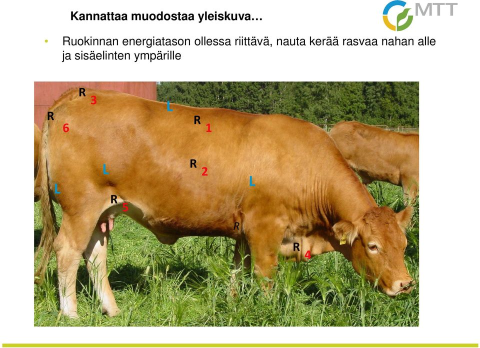 kerää rasvaa nahan alle ja sisäelinten