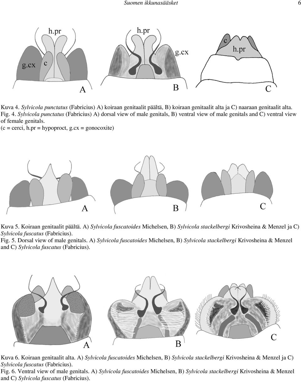 A) Sylvicola fuscatoides Michelsen, B) Sylvicola stackelbergi Krivosheina & Menzel ja C) Sylvicola fuscatus (Fabricius). Fig. 5. Dorsal view of male genitals.