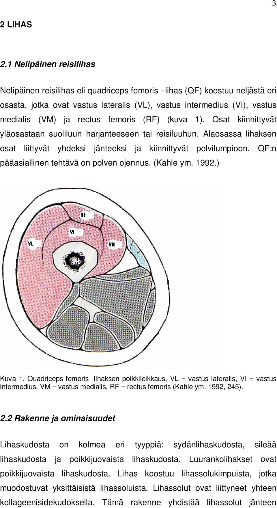 femoris (RF) (kuva 1). Osat kiinnittyvät yläosastaan suoliluun harjanteeseen tai reisiluuhun. Alaosassa lihaksen osat liittyvät yhdeksi jänteeksi ja kiinnittyvät polvilumpioon.