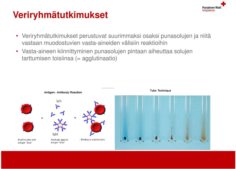 vasta-aineiden välisiin reaktioihin Vasta-aineen kiinnittyminen