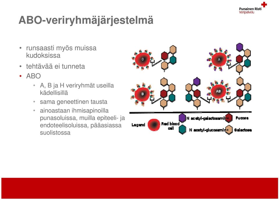 kädellisillä sama geneettinen tausta ainoastaan ihmisapinoilla