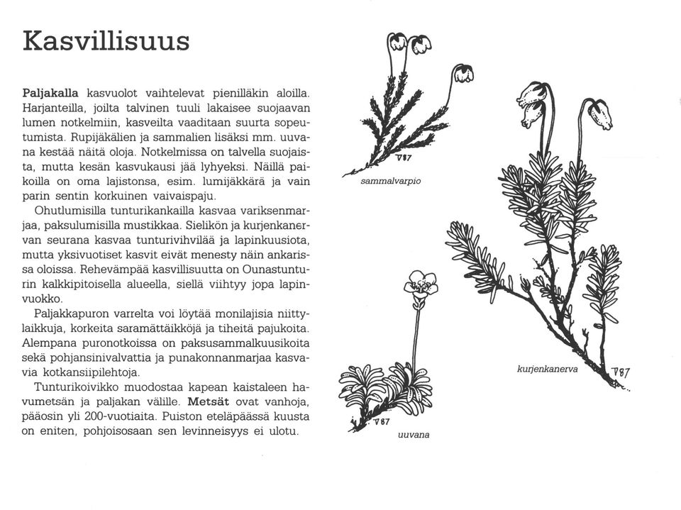 pienilläkin tuuli lakaisee Näillä pai ja lumijäkkärä vain vaivaispaju. Ohutlumisilla tunturikankailla kasvaa variksenmar jaa, paksulumisilla mustikkaa.