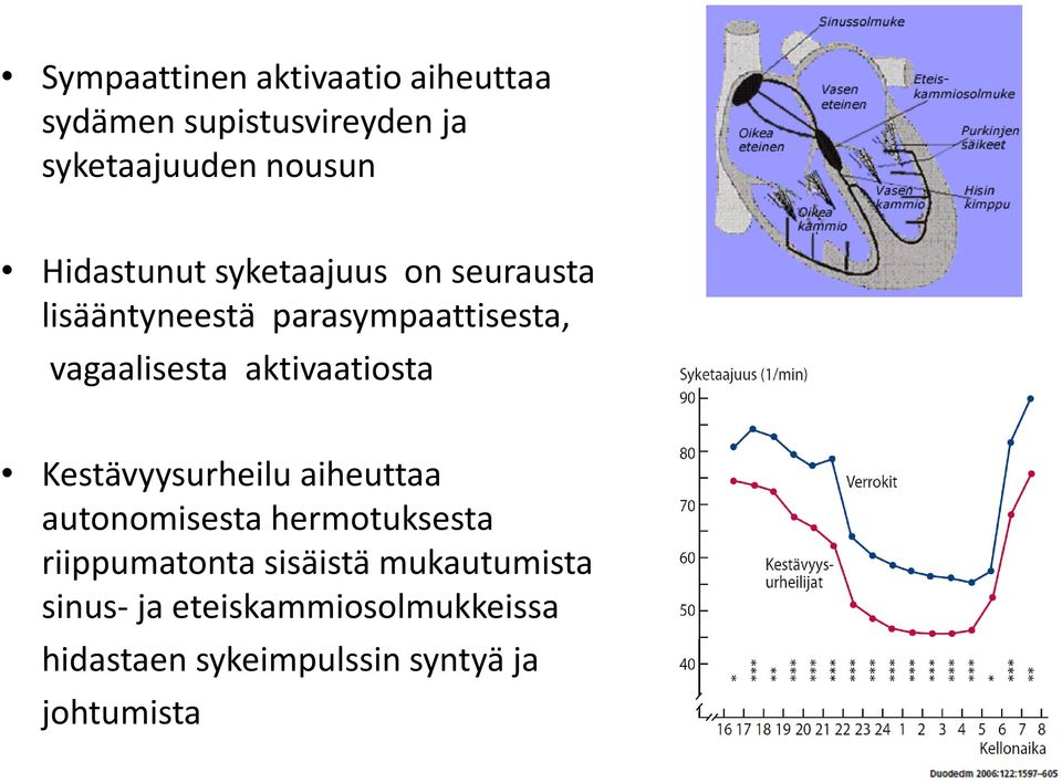 aktivaatiosta Kestävyysurheilu aiheuttaa autonomisesta hermotuksesta riippumatonta