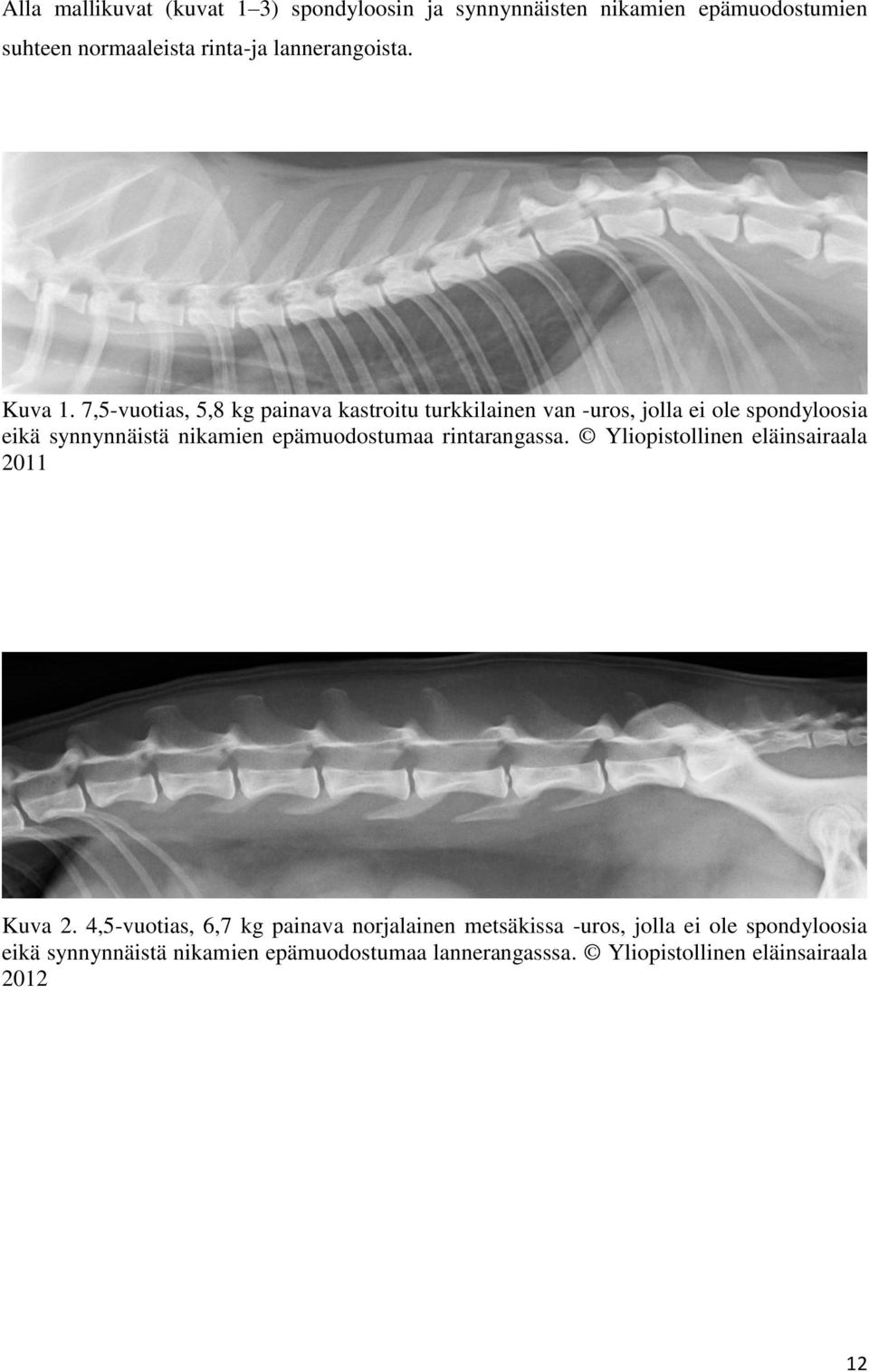 7,5-vuotias, 5,8 kg painava kastroitu turkkilainen van -uros, jolla ei ole spondyloosia eikä synnynnäistä nikamien