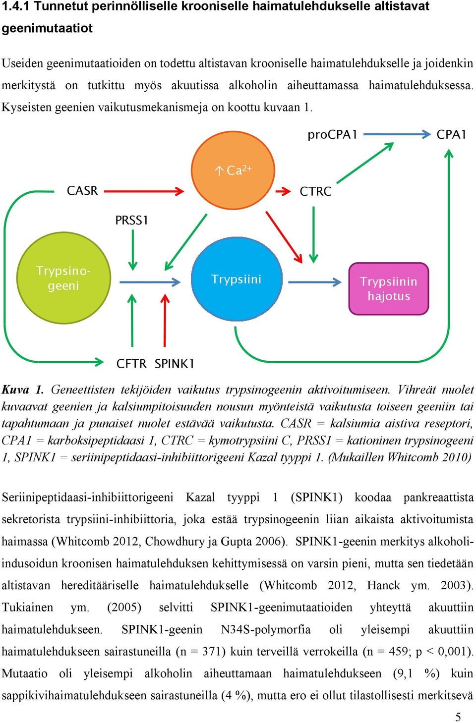 procpa1 CPA1 CASR Ca 2+ CTRC PRSS1 Trypsinogeeni Trypsiini Trypsiinin hajotus CFTR SPINK1 Kuva 1. Geneettisten tekijöiden vaikutus trypsinogeenin aktivoitumiseen.