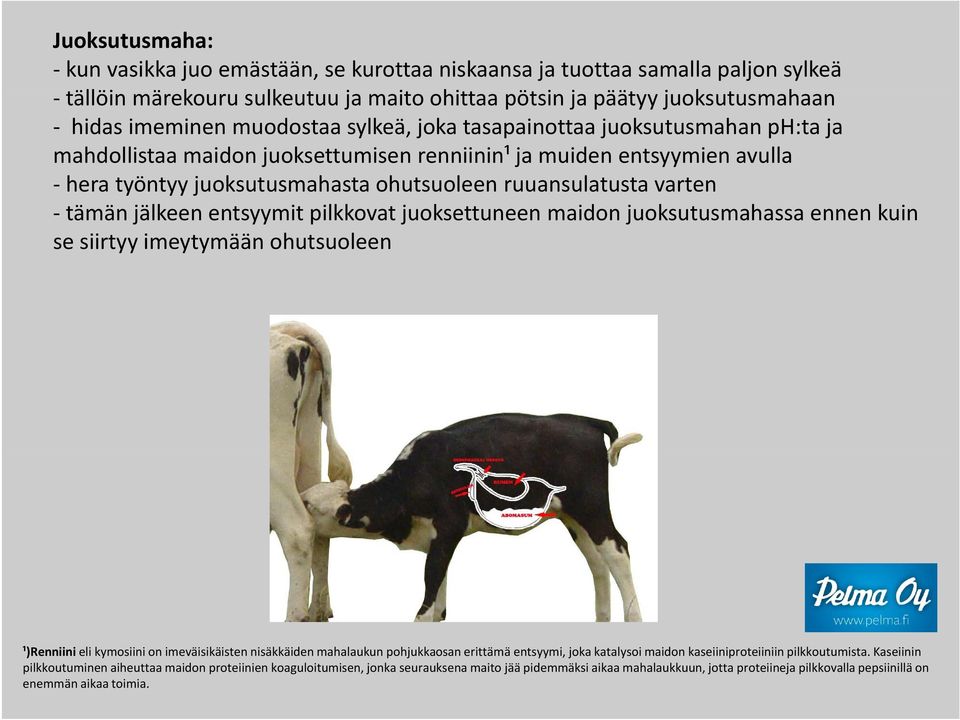 jälkeen entsyymit pilkkovat juoksettuneen maidon juoksutusmahassa ennen kuin se siirtyy imeytymään ohutsuoleen ¹)Renniini eli kymosiini on imeväisikäisten nisäkkäiden mahalaukun pohjukkaosan erittämä