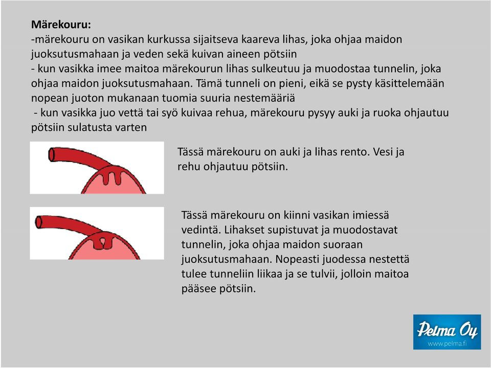 Tämä tunneli on pieni, eikä se pysty käsittelemään nopean juoton mukanaan tuomia suuria nestemääriä kun vasikka juo vettä tai syö kuivaa rehua, märekouru pysyy auki ja ruoka ohjautuu pötsiin