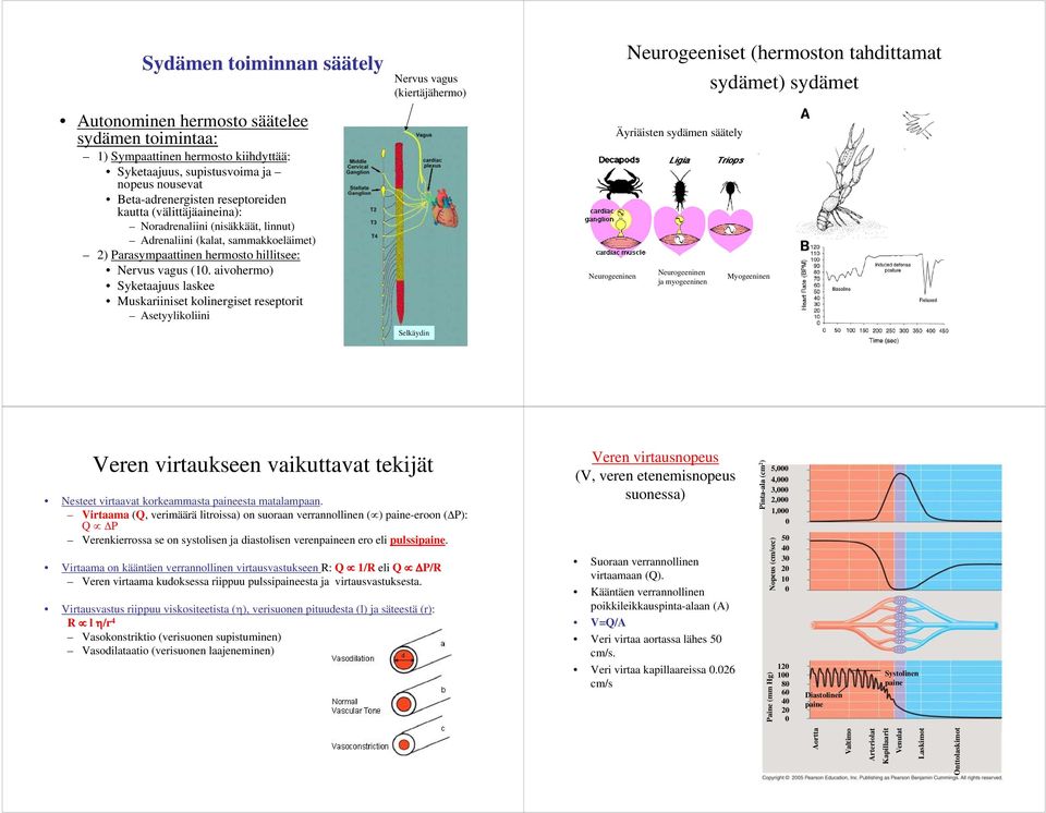 aivohermo) Syketaajuus laskee Muskariiniset kolinergiset reseptorit Asetyylikoliini Nervus vagus (kiertäjähermo) Selkäydin Neurogeeninen Neurogeeniset (hermoston tahdittamat sydämet) sydämet