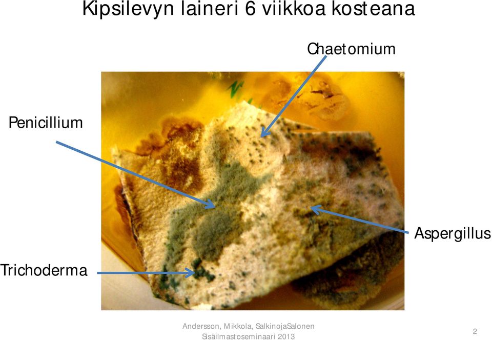 Chaetomium