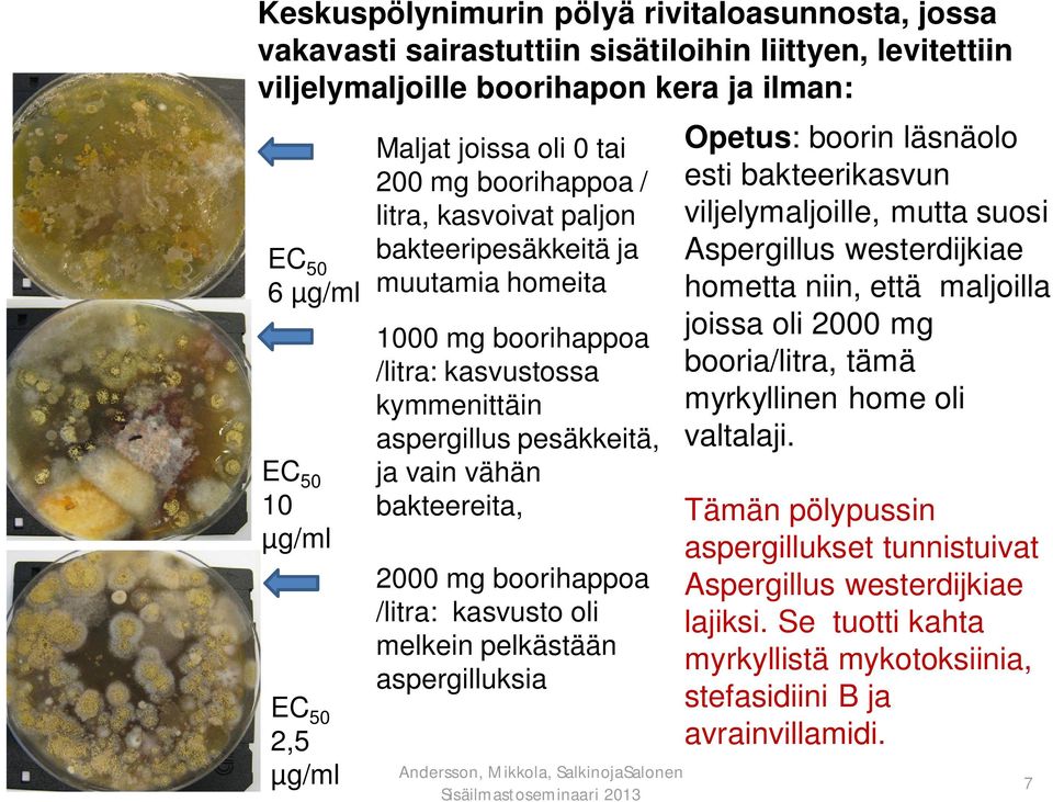 bakteereita, 2000 mg boorihappoa /litra: kasvusto oli melkein pelkästään aspergilluksia Opetus: boorin läsnäolo esti bakteerikasvun viljelymaljoille, mutta suosi Aspergillus westerdijkiae hometta