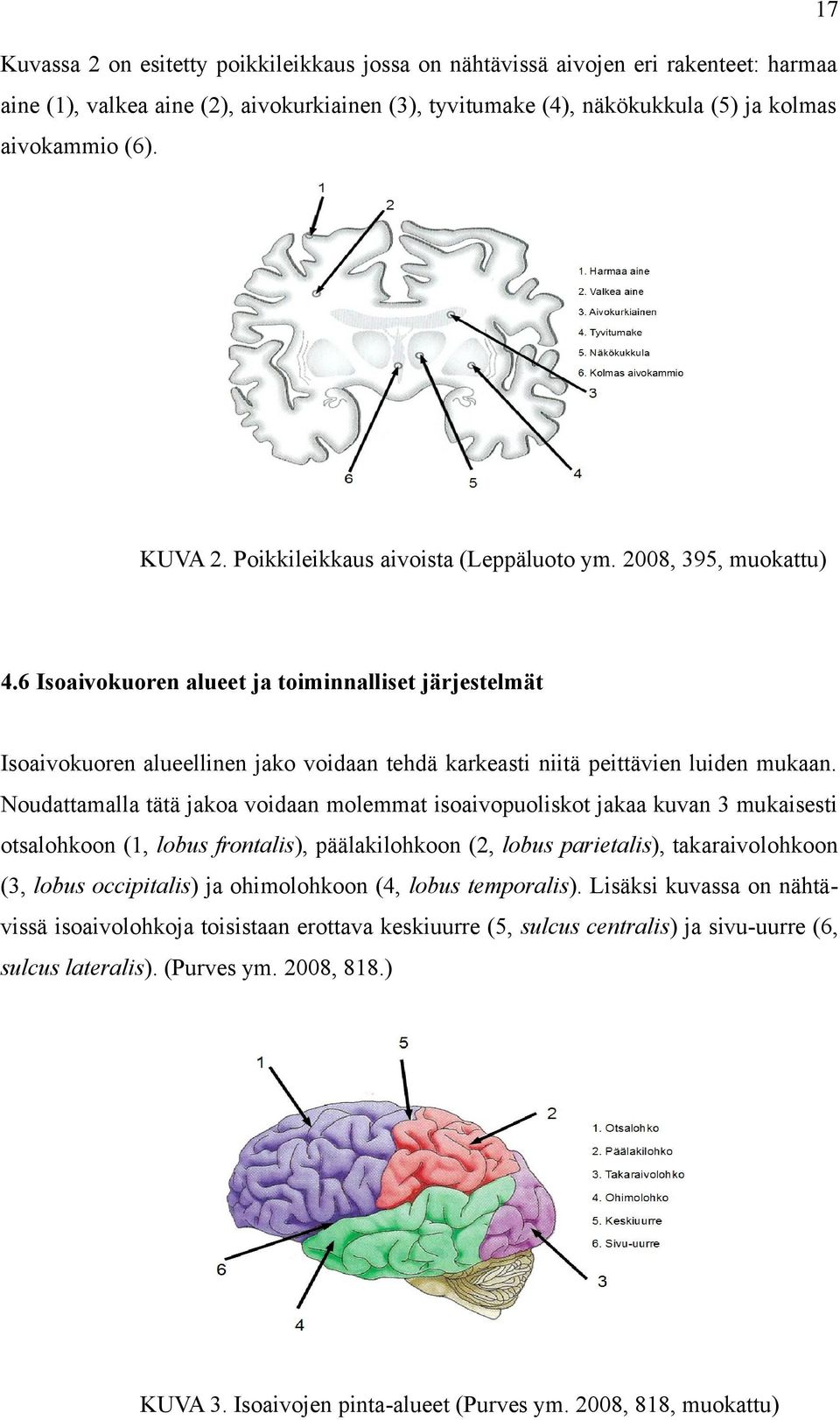 6 Isoaivokuoren alueet ja toiminnalliset järjestelmät Isoaivokuoren alueellinen jako voidaan tehdä karkeasti niitä peittävien luiden mukaan.