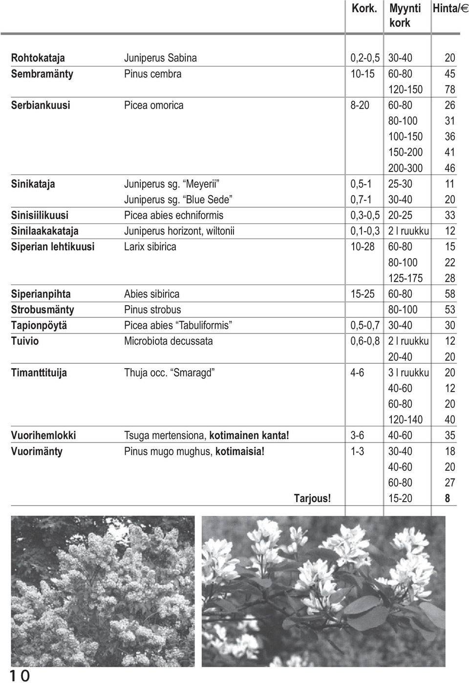 Blue Sede 0,7-1 30-40 20 Sinisiilikuusi Picea abies echniformis 0,3-0,5 20-25 33 Sinilaakakataja Juniperus horizont, wiltonii 0,1-0,3 2 l ruukku 12 Siperian lehtikuusi Larix sibirica 10-28 60-80 15