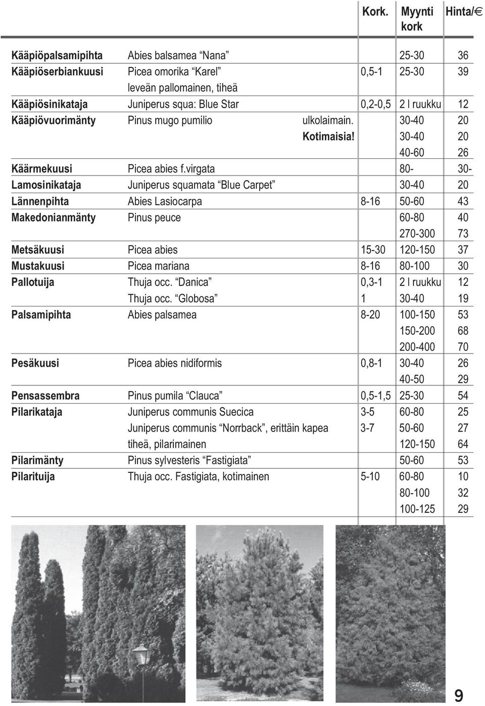 virgata 80-30- Lamosinikataja Juniperus squamata Blue Carpet 30-40 20 Lännenpihta Abies Lasiocarpa 8-16 50-60 43 Makedonianmänty Pinus peuce 60-80 40 270-300 73 Metsäkuusi Picea abies 15-30 120-150