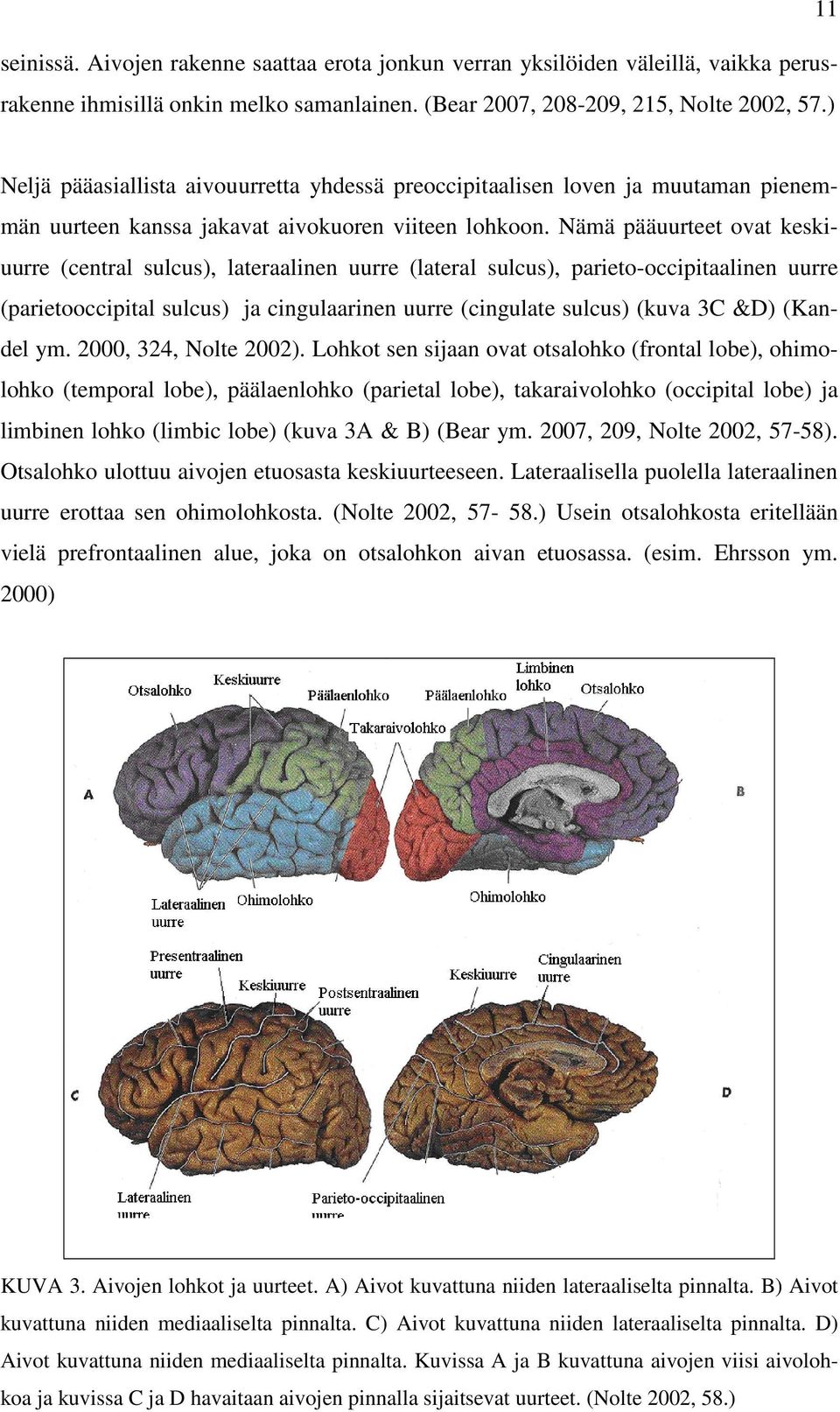 Nämä pääuurteet ovat keskiuurre (central sulcus), lateraalinen uurre (lateral sulcus), parieto-occipitaalinen uurre (parietooccipital sulcus) ja cingulaarinen uurre (cingulate sulcus) (kuva 3C &D)