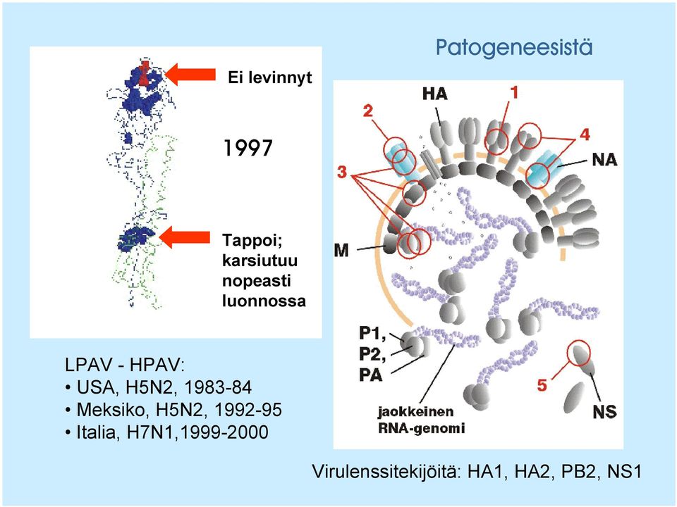 H5N2, 1983-84 Meksiko, H5N2, 1992-95 Italia,