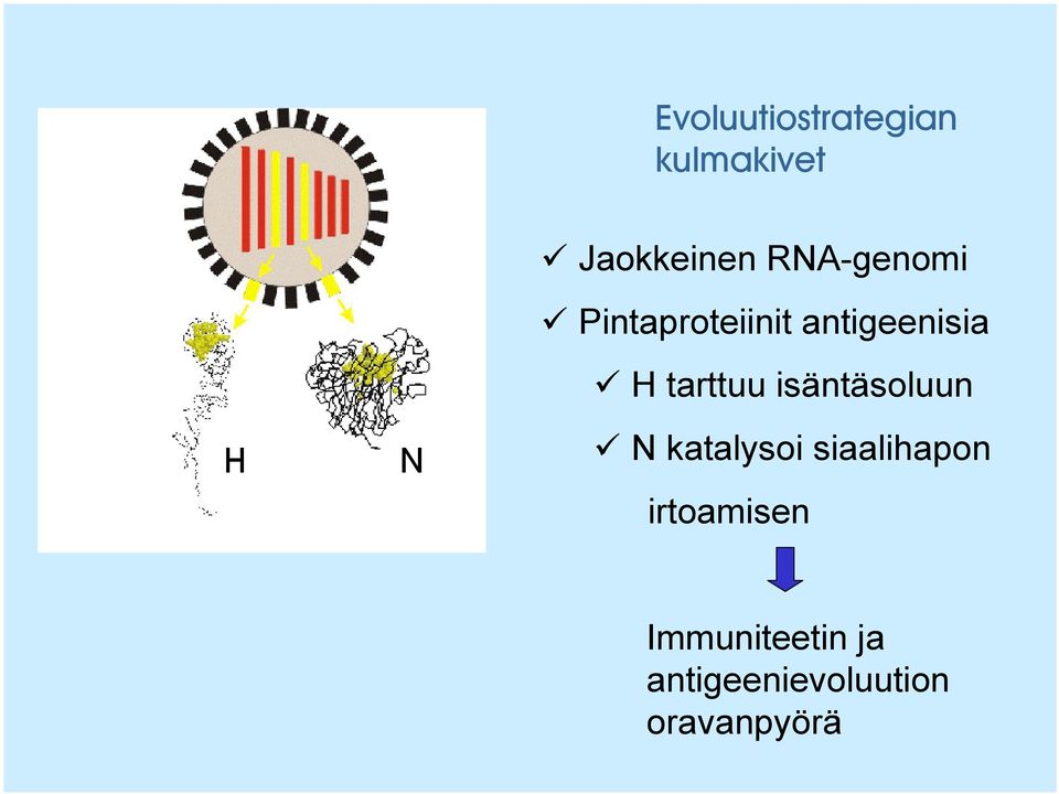 tarttuu isäntäsoluun N katalysoi siaalihapon