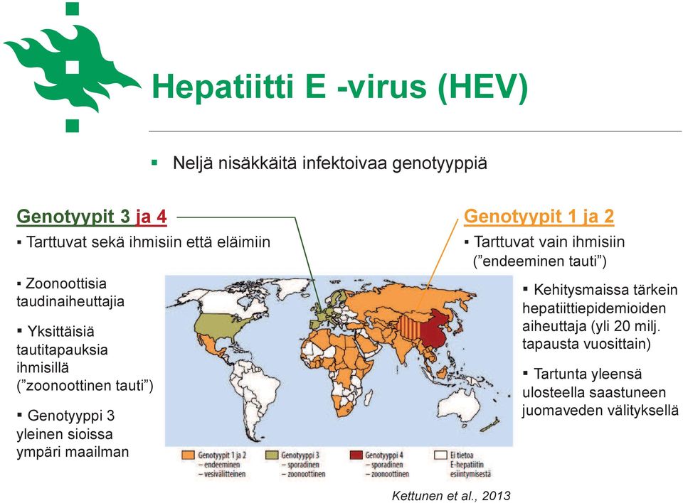 ympäri maailman Genotyypit 1 ja 2 Tarttuvat vain ihmisiin ( endeeminen tauti ) Kehitysmaissa tärkein hepatiittiepidemioiden