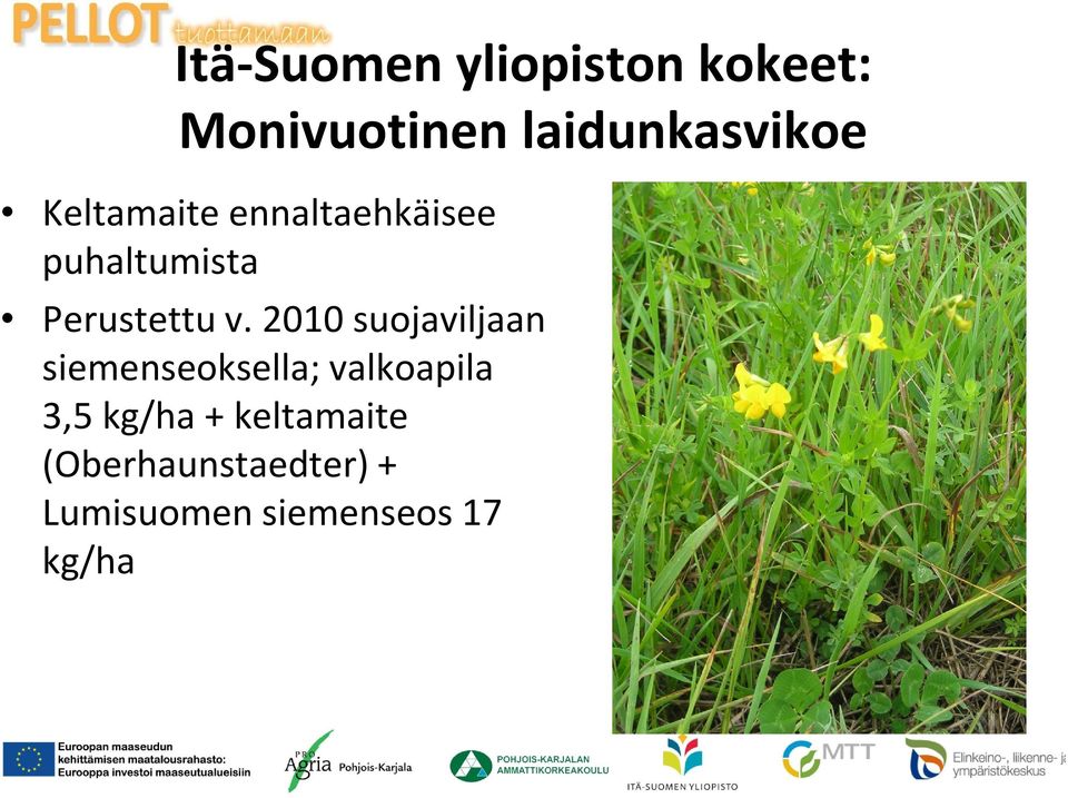 2010 suojaviljaan siemenseoksella; valkoapila 3,5 kg/ha +