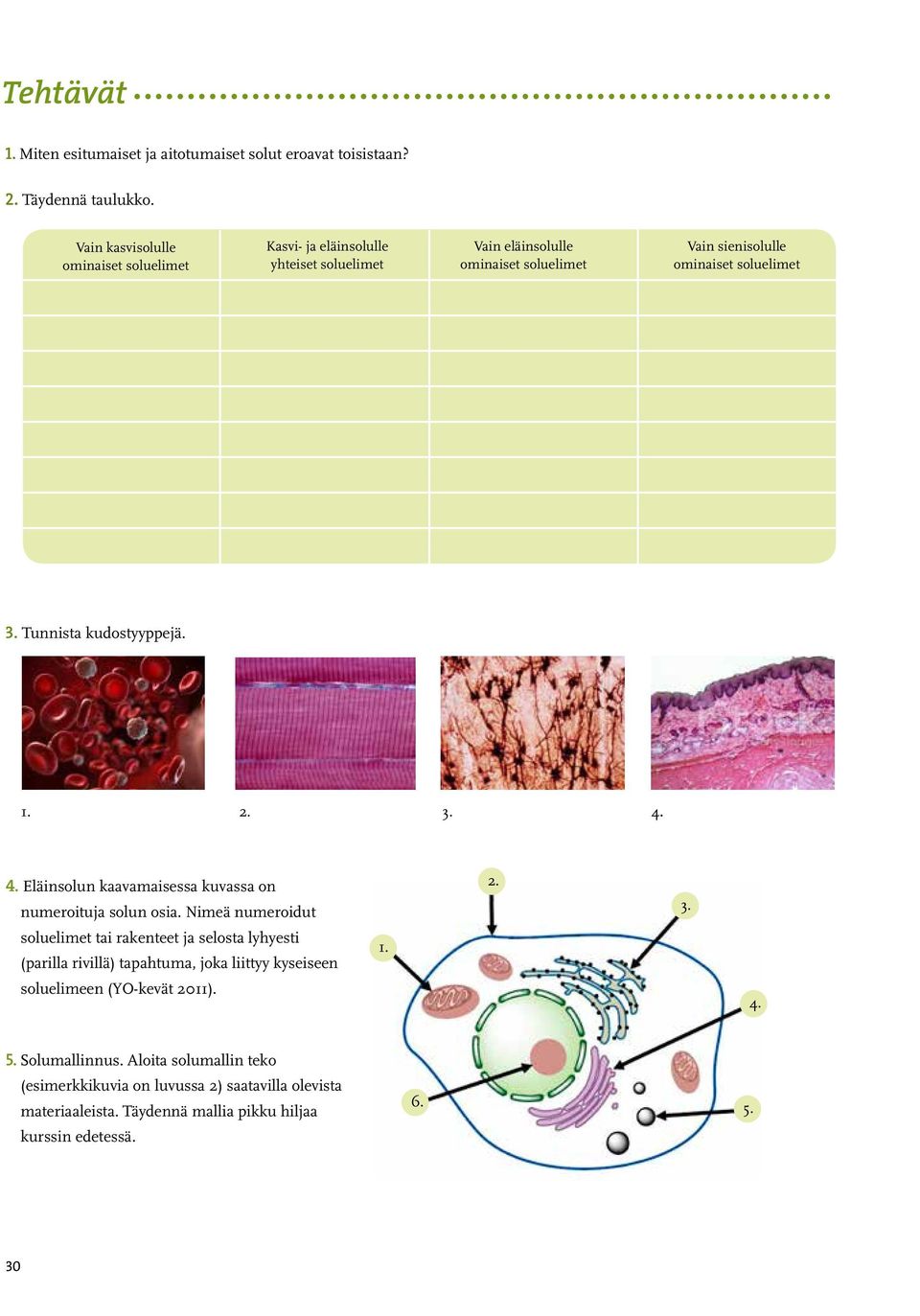 Tunnista kudostyyppejä. 1. 2. 3. 4. 4. Eläinsolun kaavamaisessa kuvassa on numeroituja solun osia.