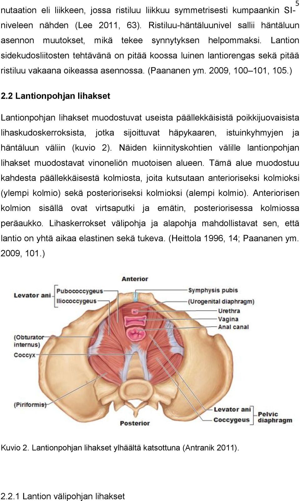 Lantion sidekudosliitosten tehtävänä on pitää koossa luinen lantiorengas sekä pitää ristiluu vakaana oikeassa asennossa. (Paananen ym. 2009, 100 101, 105.) 2.