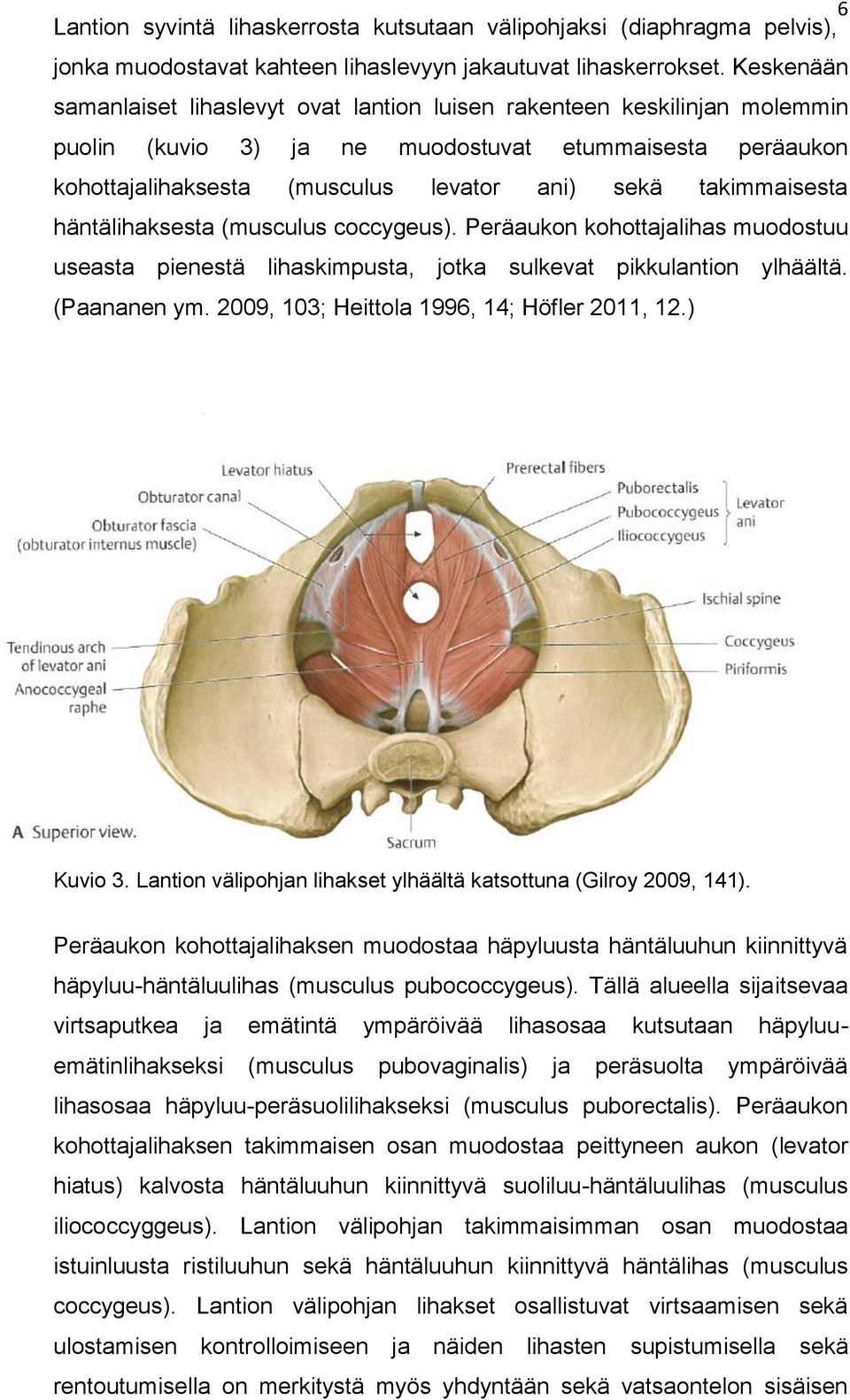 takimmaisesta häntälihaksesta (musculus coccygeus). Peräaukon kohottajalihas muodostuu useasta pienestä lihaskimpusta, jotka sulkevat pikkulantion ylhäältä. (Paananen ym.