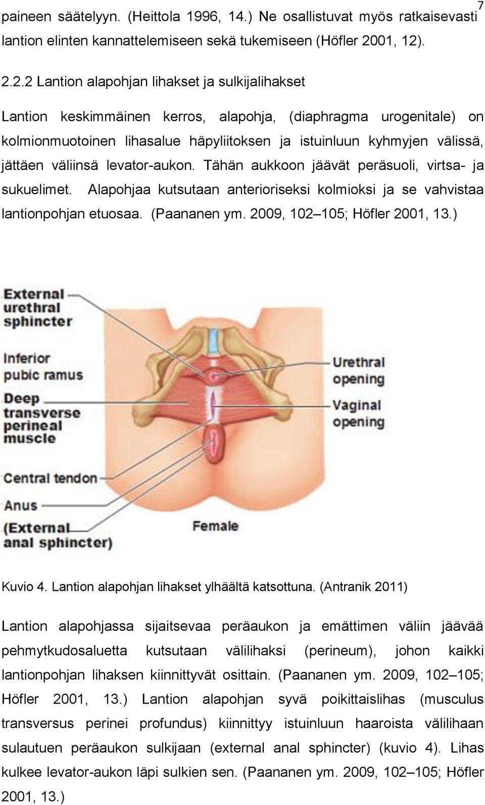 . 2.2.2 Lantion alapohjan lihakset ja sulkijalihakset Lantion keskimmäinen kerros, alapohja, (diaphragma urogenitale) on kolmionmuotoinen lihasalue häpyliitoksen ja istuinluun kyhmyjen välissä,