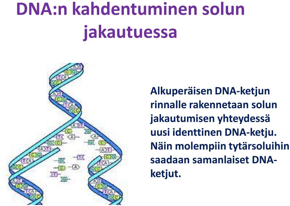 solun jakautumisen yhteydessä uusi identtinen