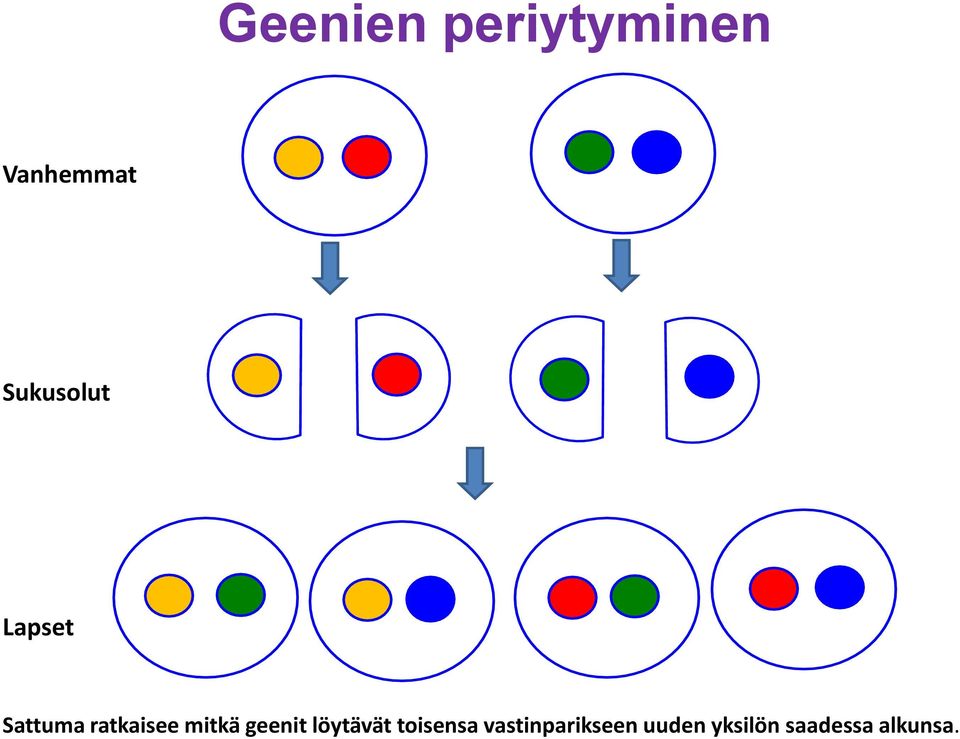 mitkä geenit löytävät toisensa