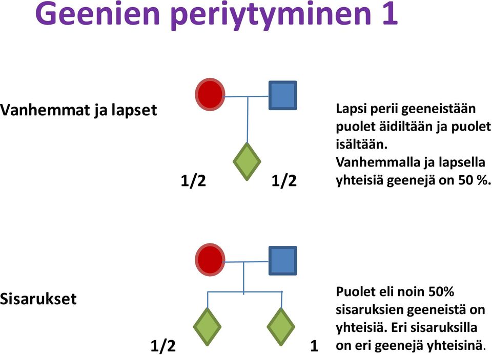 Vanhemmalla ja lapsella yhteisiä geenejä on 50 %.