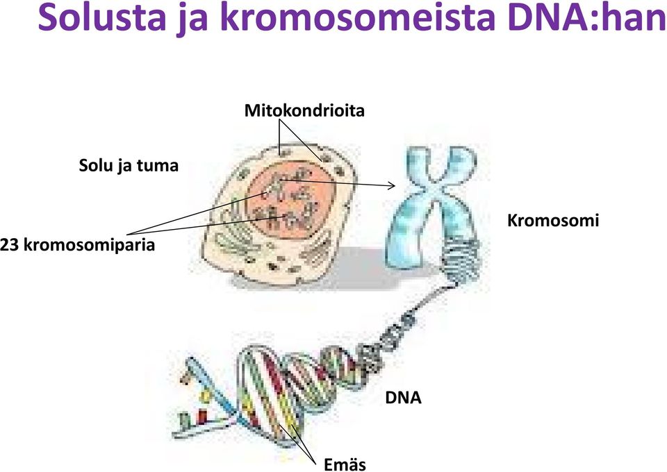 Solu ja tuma 23