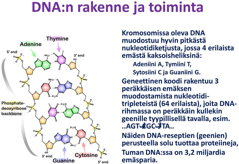 Tymiini T, " Sytosiini C ja Guaniini G.