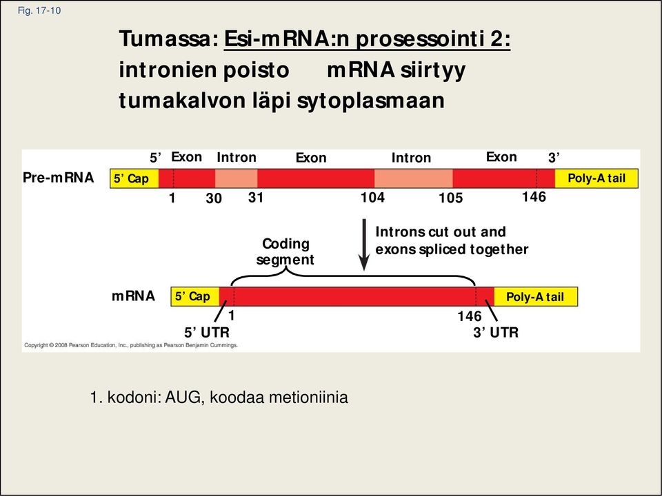 Intron 105 Exon 146 3 Poly-A tail Coding segment Introns cut out and exons