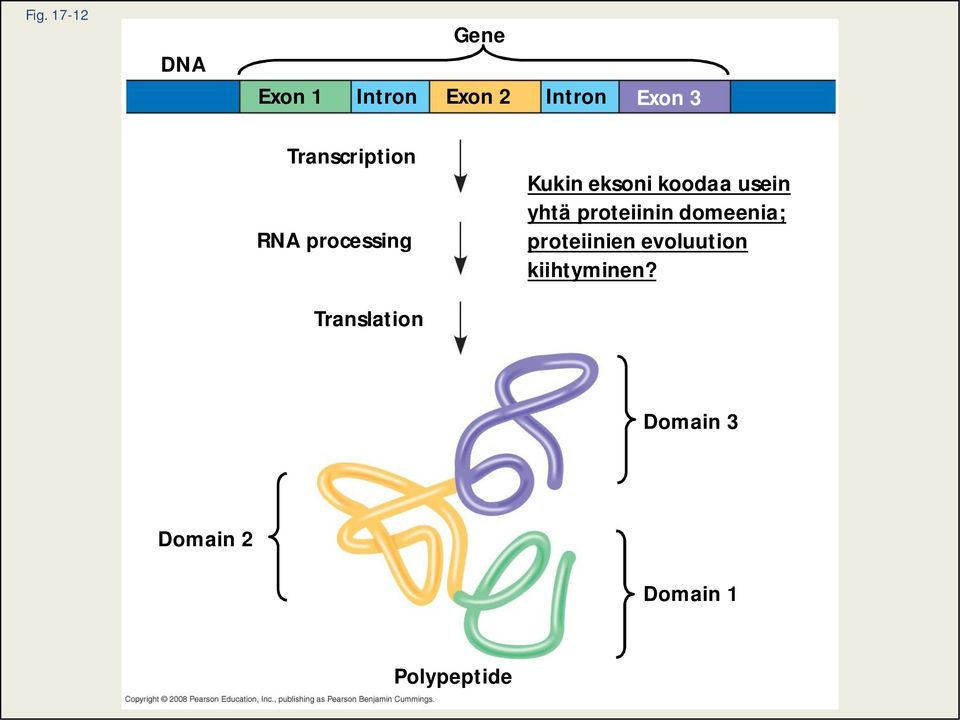 yhtä proteiinin domeenia; proteiinien evoluution