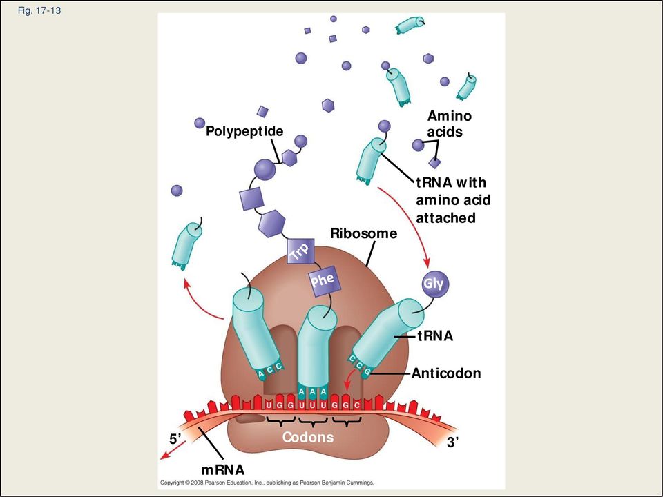 with amino acid attached