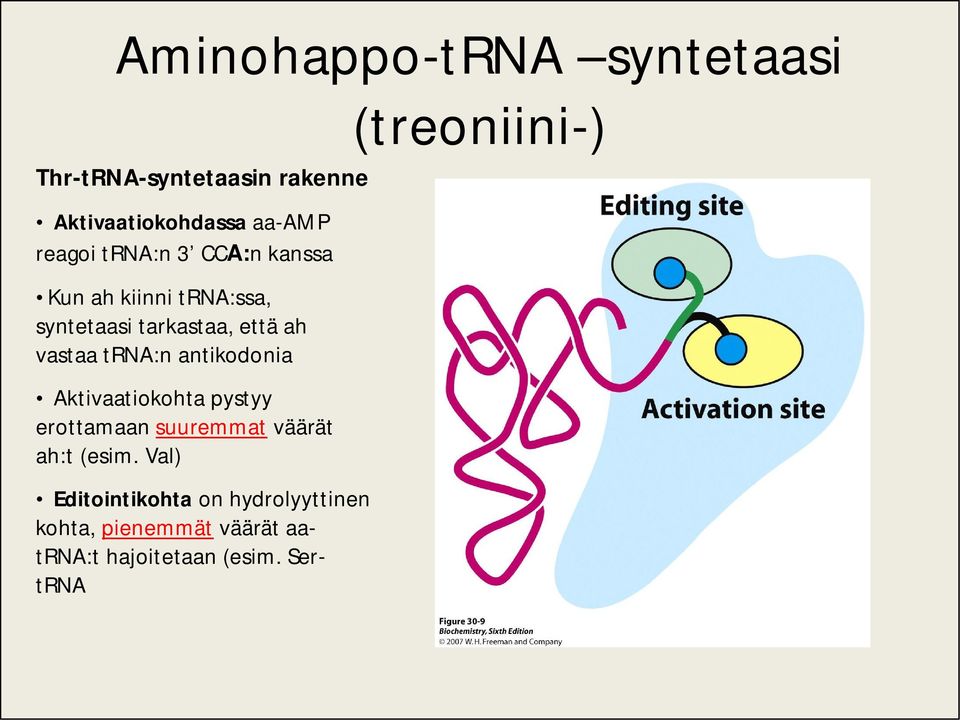 vastaa trna:n antikodonia Aktivaatiokohta pystyy erottamaan suuremmat väärät ah:t (esim.