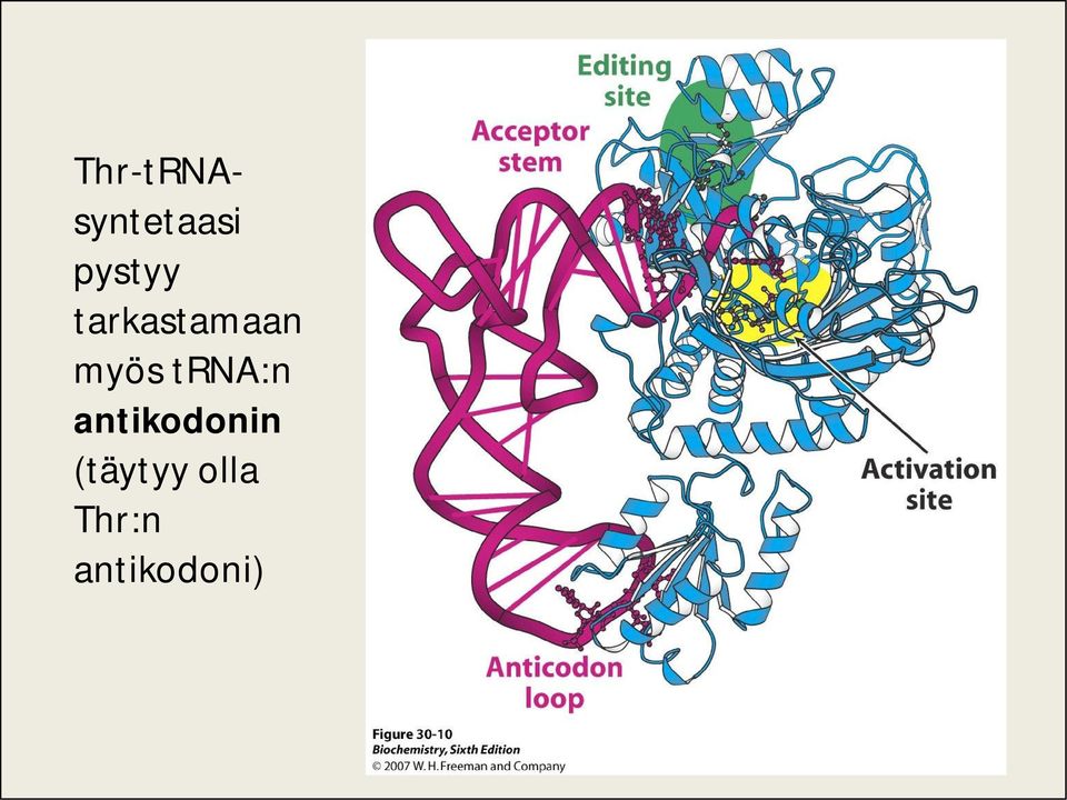 myös trna:n antikodonin