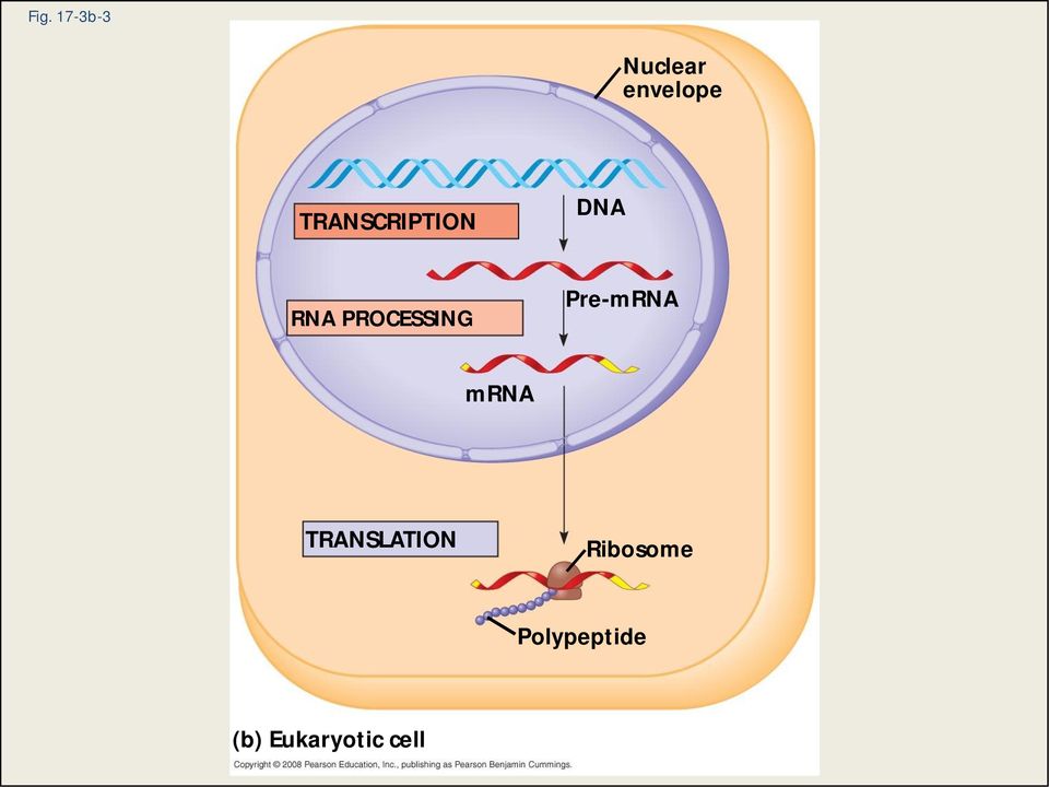 Pre-mRNA mrna TRANSLATION