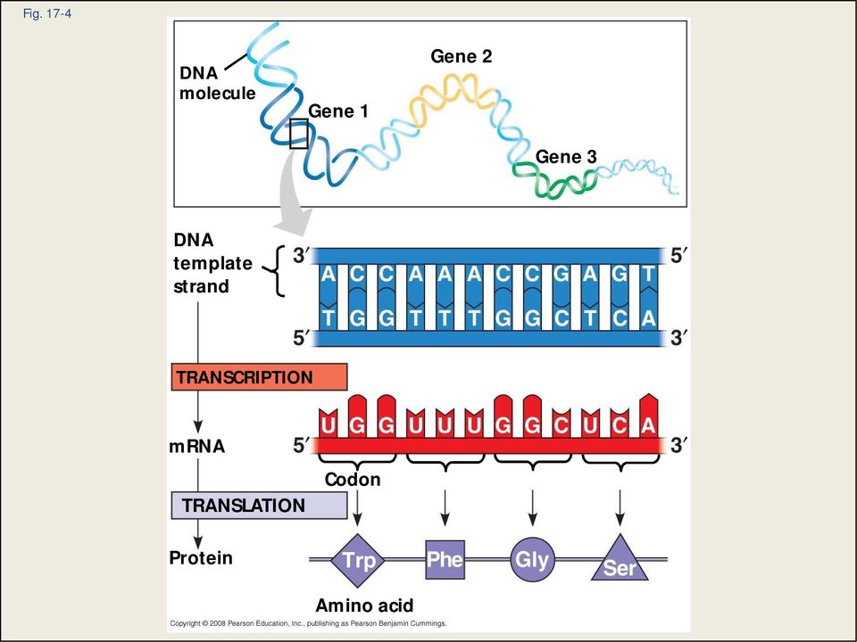 strand TRANSCRIPTION mrna