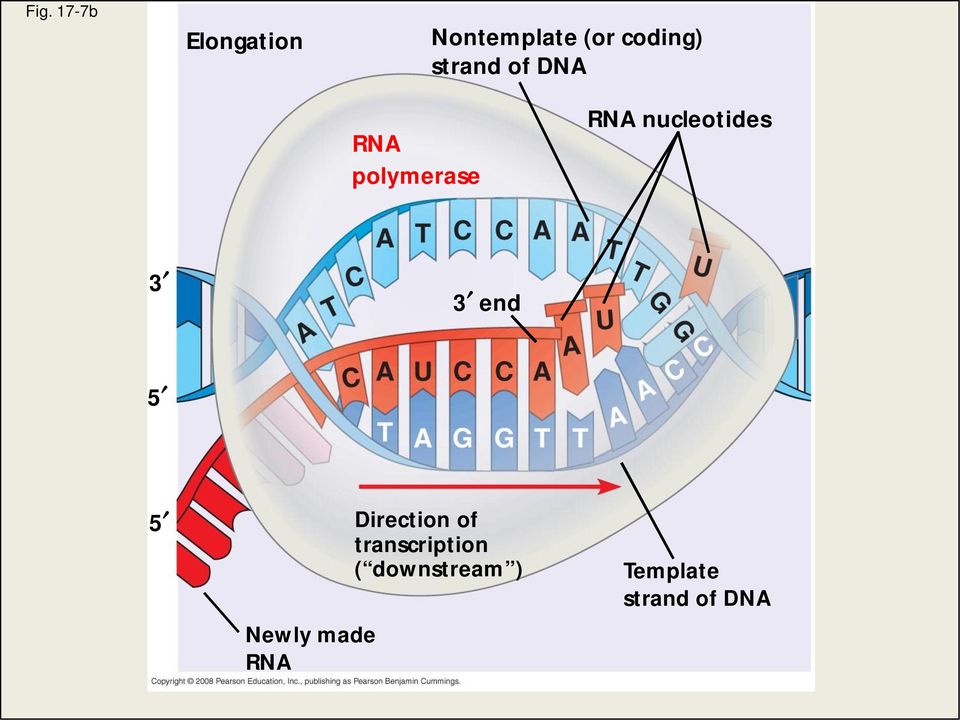 3 3 end 5 5 Newly made RNA Direction of