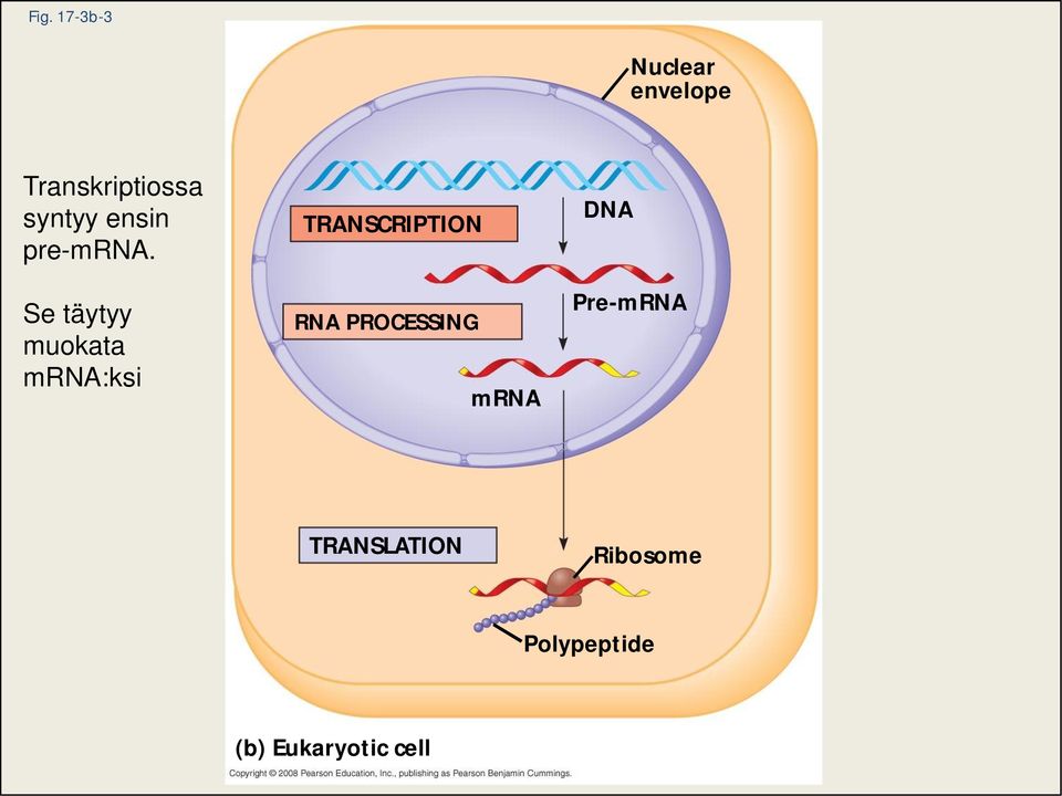 Se täytyy muokata mrna:ksi TRANSCRIPTION RNA