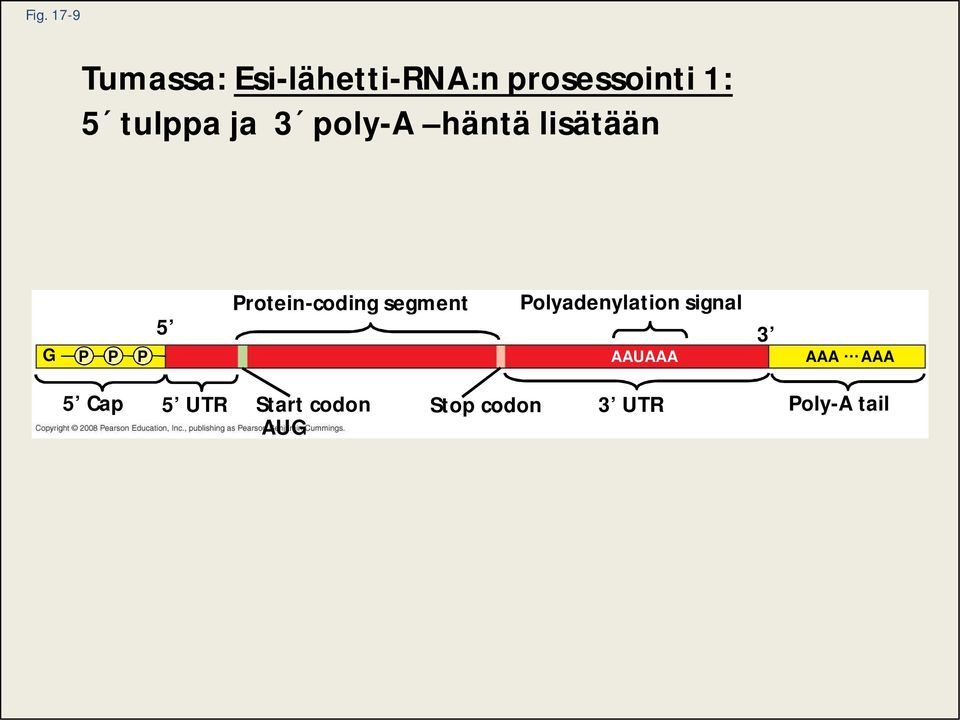 segment Polyadenylation signal 5 G P P P AAUAAA AAA