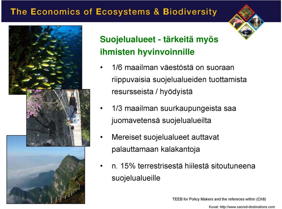 suojelualueilta Mereiset suojelualueet auttavat palauttamaan kalakantoja n.